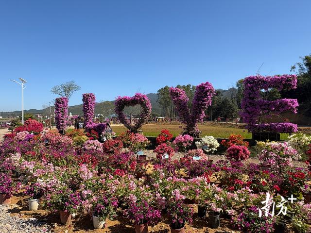 云浮冬日藏“春天”