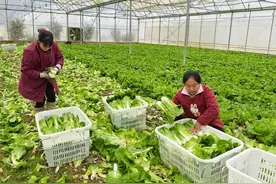 莞铜协作种出“智慧菜”，产业惠民品出山海情图片