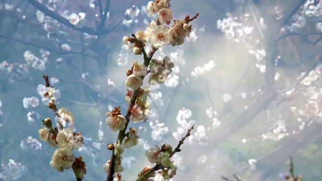 域见上海·域见奉贤｜冬春之交顶流花神C位出道！海湾国家森林公园梅花节定档大年初一