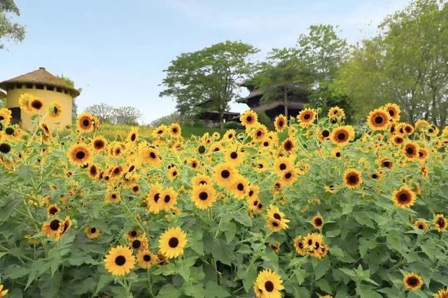 南宁秋日赏花攻略，带你一键解锁这份限定版的秋花图鉴！