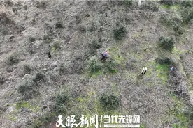 岑巩县凯本镇：厚植绿色生态美 强村富民产业兴图片