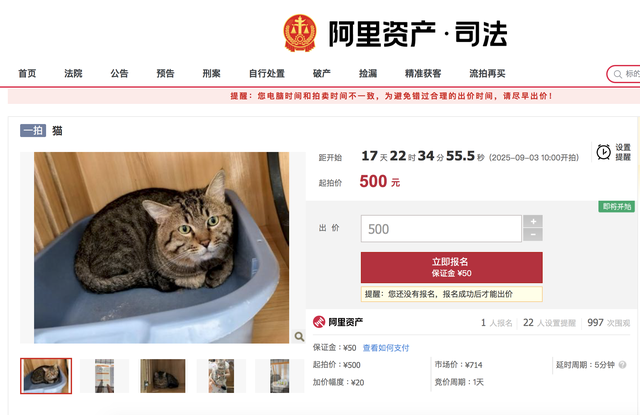 3岁狸花猫将以500元价格被司法拍卖