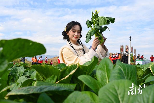 老外点赞“very good”！连州菜心旅游季，两天吸引万人打卡