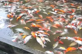 重庆观音桥步行街观赏鱼一夜之间大量死亡，街道办回应：初步判断可能是中毒图片