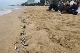 韩国江原道沙滩出现整排鳀鱼尸体，有居民担心是地震前兆，韩专家回应图片