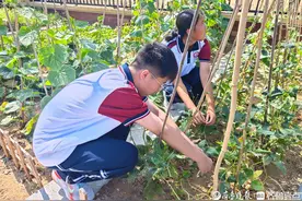 山东网红“省菜”种植在泰安高中内，山东人对“豆橛子”这么深情图片