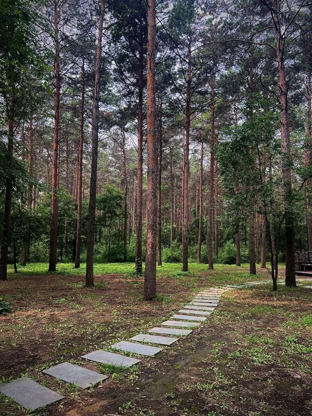 给身心来一场“森林浴”