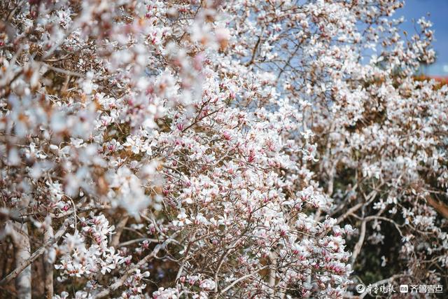 趵突泉玉兰“超前”绽放，泉城绝美春色已上线