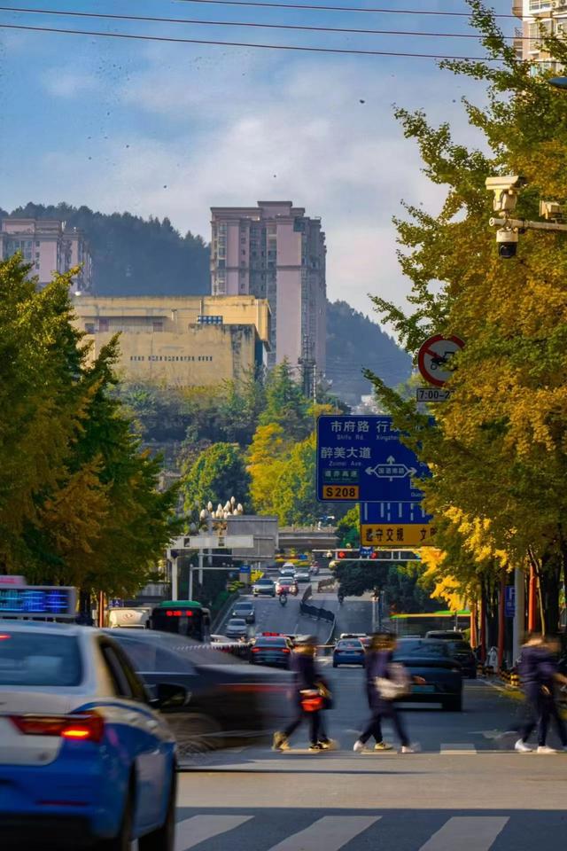 【天眼图片】仁怀冬日限定美景上线 满城银杏披“金衣”