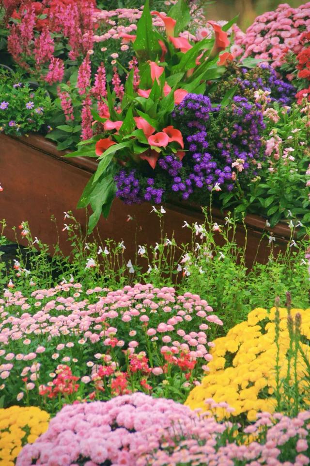 行摄 | 美爆了！秋日花海，限时上映