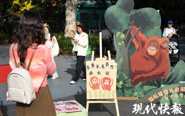“猩”动来袭！南京红山森林动物园举办2025国际猩猩关爱周活动