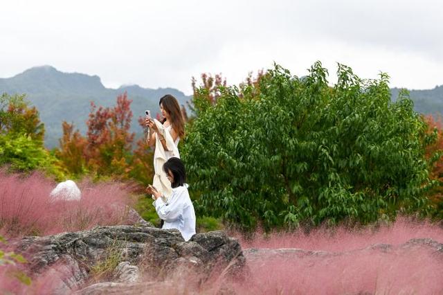 重庆酉阳：粉黛花海醉游人