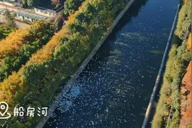 人少鸥多！快来昆明这个观鸥点邂逅小精灵图片