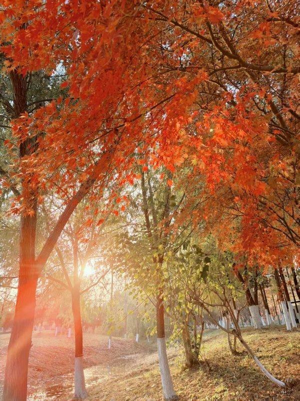 武汉各大公园“霜叶红于二月花”，市民赏枫要趁早