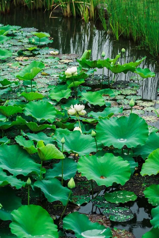 别EMO啦！治愈夏天的良药在这里→