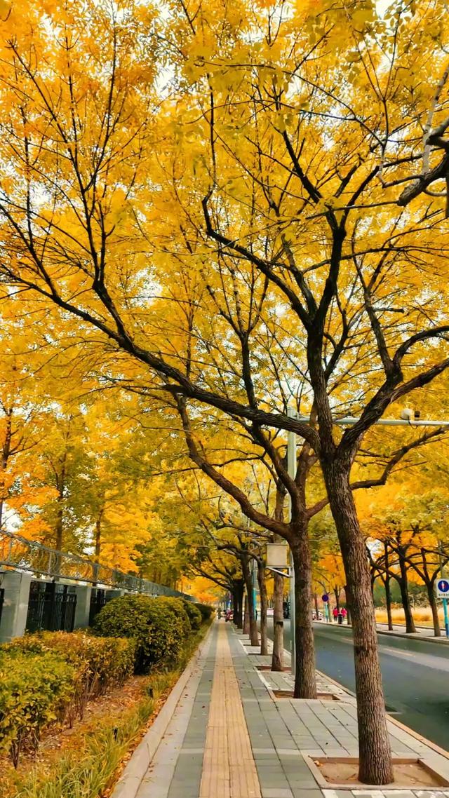 黄金大道秋意浓，石景山这条路进入最佳观赏期！