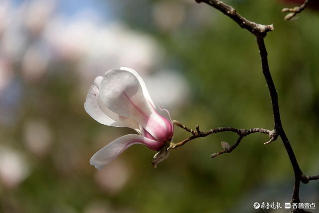 赏花正当时！趵突泉玉兰花开，与泉水共绘春色