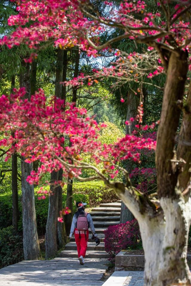强推！3月宁德赏花自驾线！被花海包围的山海，震撼的颜值巅峰！