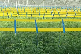 为农业插上数字的翅膀 | 探秘淄博智能“植物工厂”  解锁智慧农业新密码图片