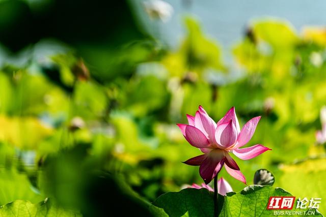 荷韵长沙 | 月湖荷花绽放，惊艳一城夏日