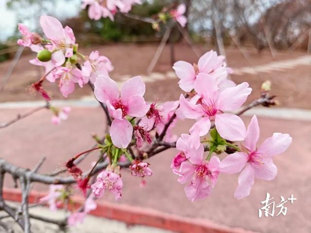 超出片！南沙这片樱花海，等你打卡