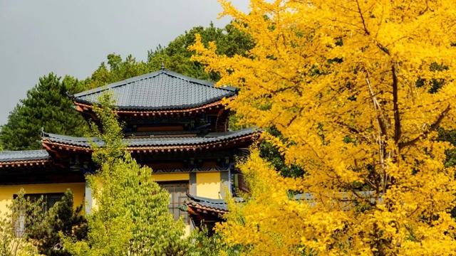 别再问了！洛阳秋色天花板，就藏在这里→