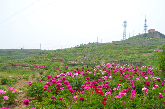 花开泉城 果香可期！济南发布春日特色林果赏花攻略