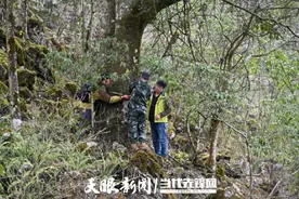 罕见！贵州册亨境内发现大面积珍稀濒危植物贵州山核桃原生群落图片