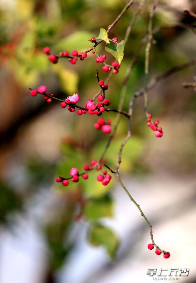 烈士公园年嘉湖畔，又见红梅点点开