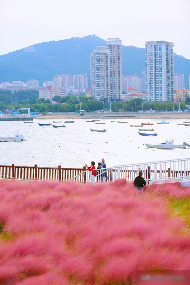 【乐游烟台】美到犯规！直击烟台各地粉黛花海实况