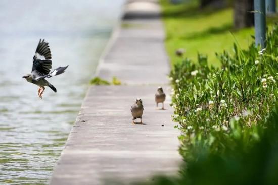 都市天际线下的葡萄藤 是上海马陆镇的混搭美学