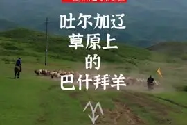 新疆人手把手教你贴优质“秋膘”图片