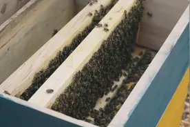 云南沧源：一罐黑蜜背后的产业突围图片