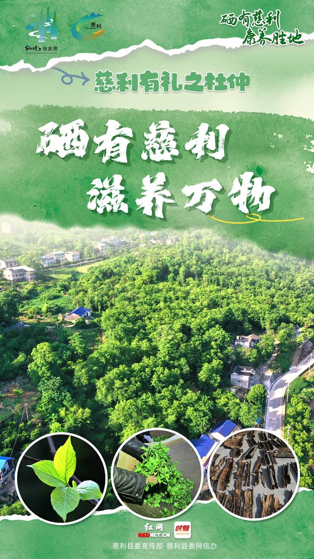 海报 | 慈利有礼 · 杜仲篇
