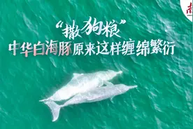 “撒狗粮”！中华白海豚原来是这样缠绵繁衍图片