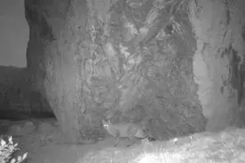 九寨沟国家级自然保护区首次发现国家一级保护动物荒漠猫图片