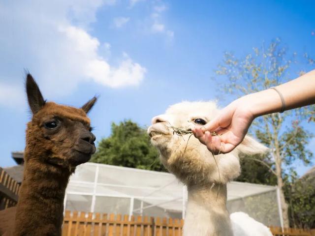 上海寒潮预警！骤降10℃！上海太阳岛度假酒店邀你赴温泉养生局～工会会员独享价格！
