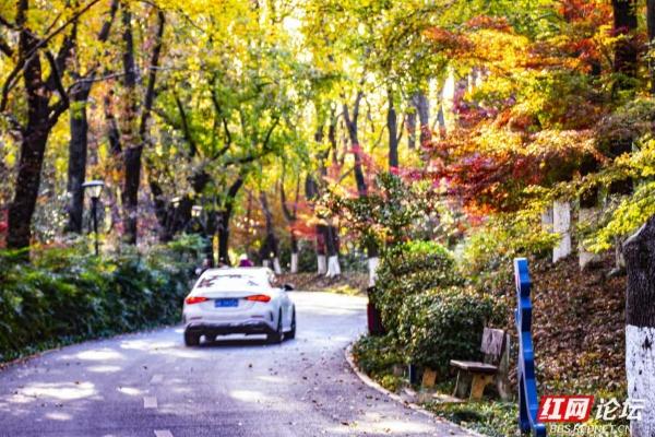 岁暖时刻丨枫叶一红，省植物园的“暖色派对”开始了