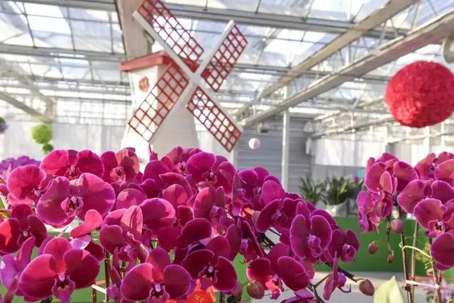 家庭园艺嘉年华｜北京兰花文化嘉年华将于明日启幕