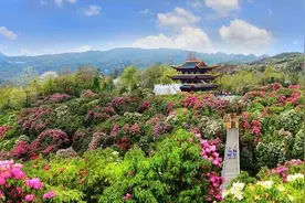 多地赏花踏青游迎热潮 搜索热度上涨超4倍多图片