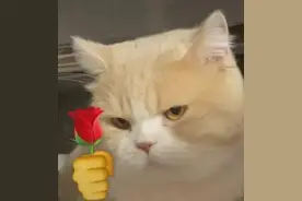 古今中外，爱猫人士层出不穷！丨城市季风图片