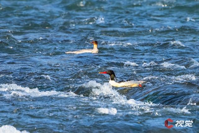 旧友回归、新客到访  四川的生态惊喜藏不住丨牢记嘱托 奋力打造两高地两基地一屏障