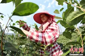 广西侗乡三江：雨水时节采茶忙图片
