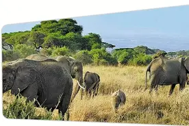 迷上大草原的动物迁徙 非洲游今年急速升温图片