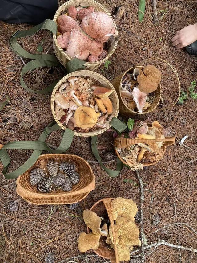 苍山禁止采菌游后，采菌游领队：苍山周边都没有了，不敢带怕被抓