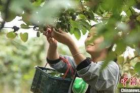湖南桂阳猕猴桃飘香大湾区市场 种养大户做强特色农业图片