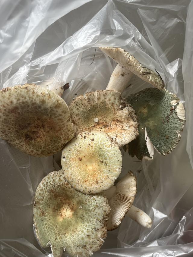 写点生活｜昆明避暑之菌菇篇