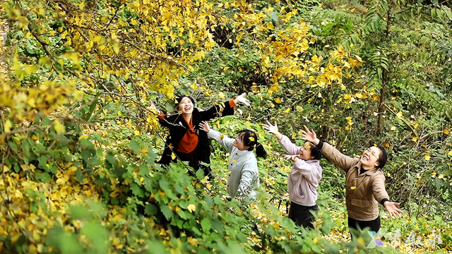 叙永“天府树王”迎最佳观赏期 游玩攻略请查收