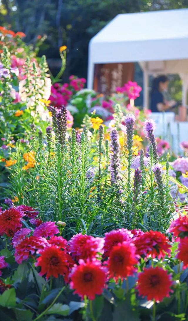 行摄 | 美爆了！秋日花海，限时上映