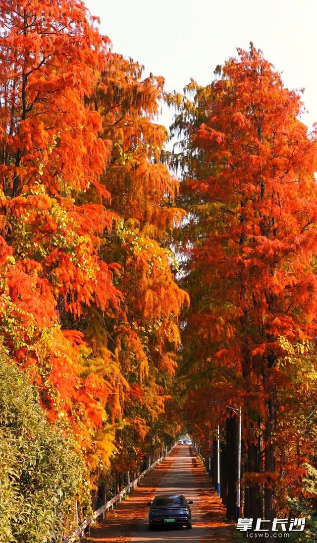 望城白马巷，红杉炫丽冬之美｜组图